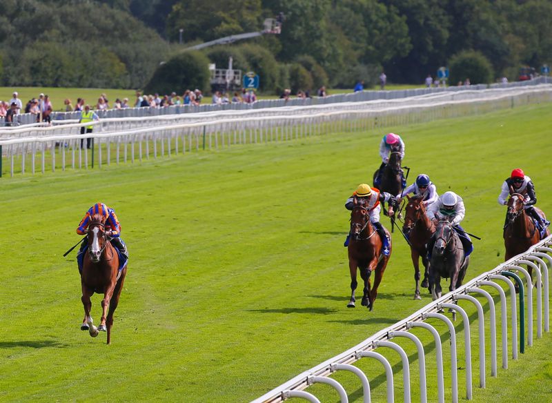 Alpinista (grey filly near rail) chased home Love at York last year