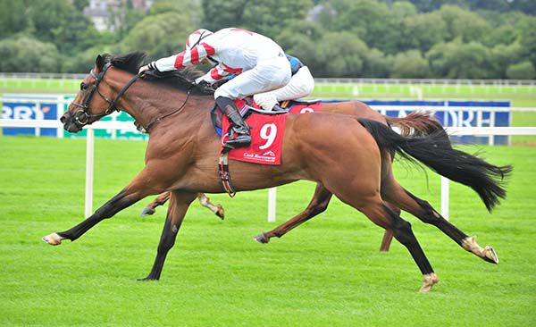 Baron Samedi, near side, collars Mighty Mirage