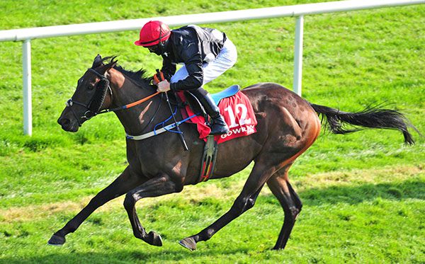 Adapt To Dan and Joe Doyle