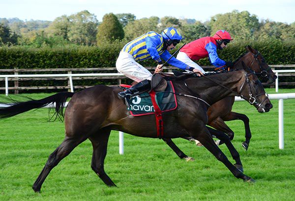 Sundrenched (nearside) and Hes A Hardy Bloke