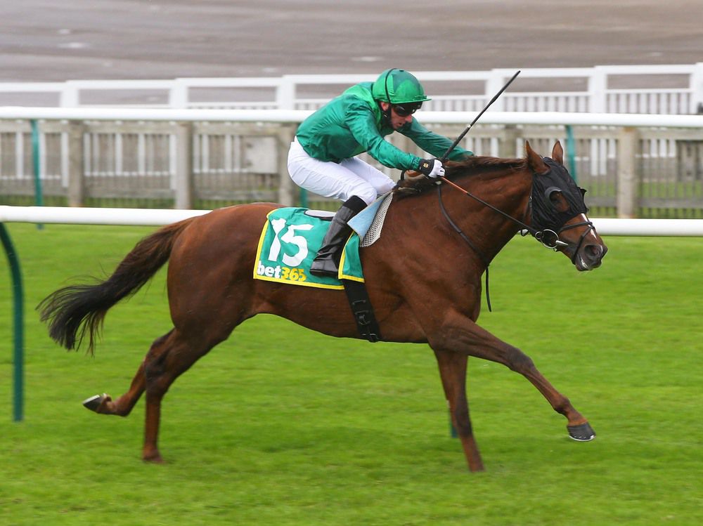 Majestic Dawn bidding for Royal Ascot win 