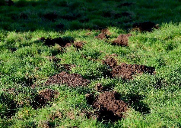 typical jumping ground after horses have raced on it