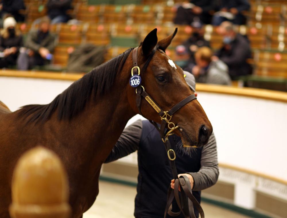  b c Fastnet Rock ex Miss Liguria