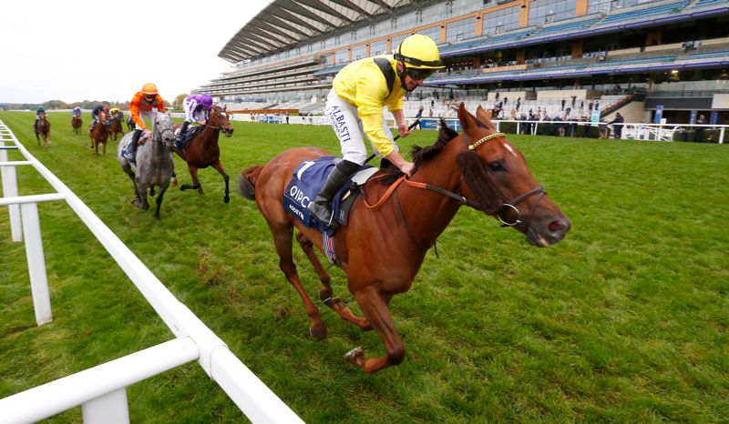 Skalleti (grey horse) chases home Addeybb last autumn at Ascot
