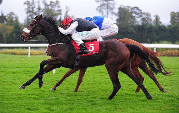 Port Sunlight collars Even So