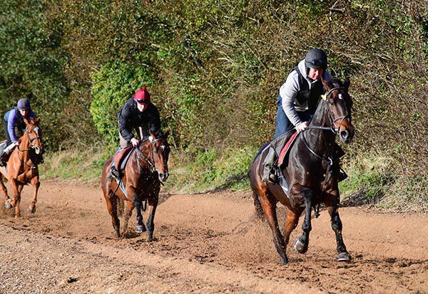 Latest Exhibition (in front) on the gallops at Paul Nolan's yard 
