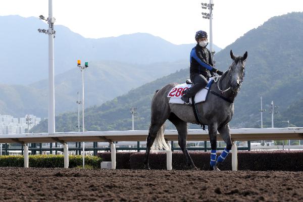 Classique Legend takes in his new environment.