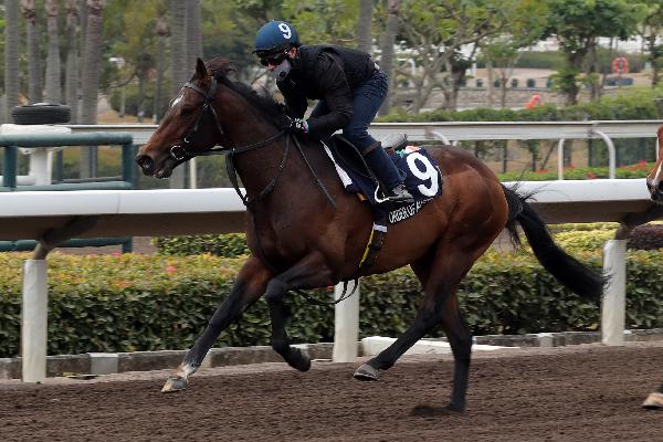 Order Of Australia works on the Sha Tin dirt 