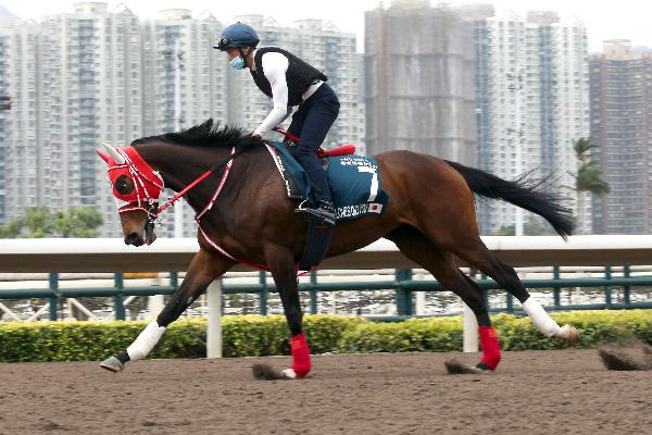 Loves Only You works on the dirt with Vincent Ho.