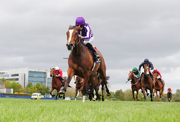Joan Of Arc (pictured winning at Leopardstown)