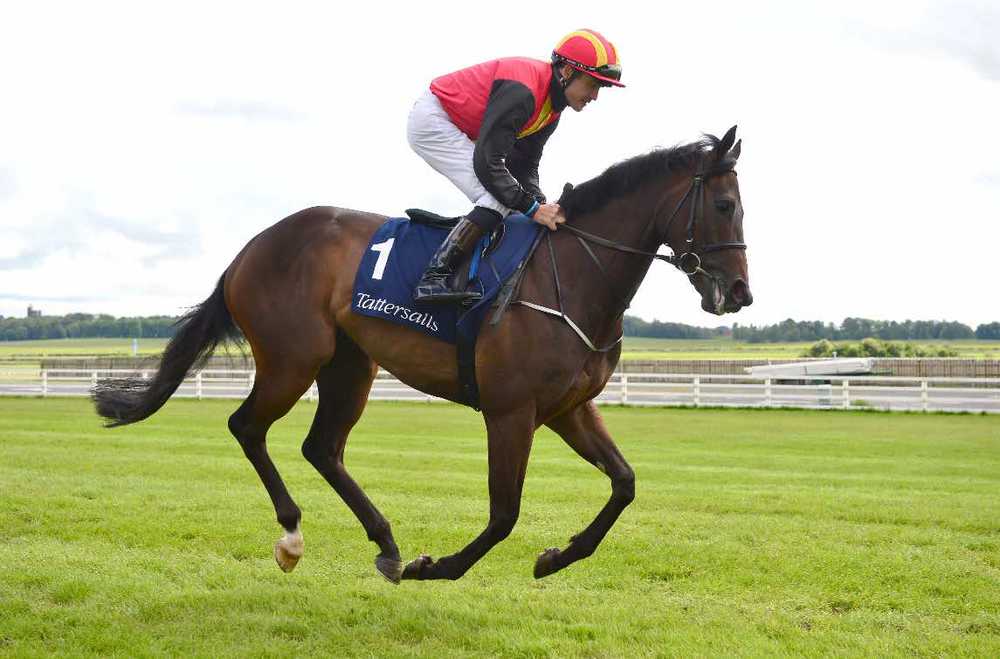 Belle Image heads to Tipperary for Concorde Stakes on Sunday 