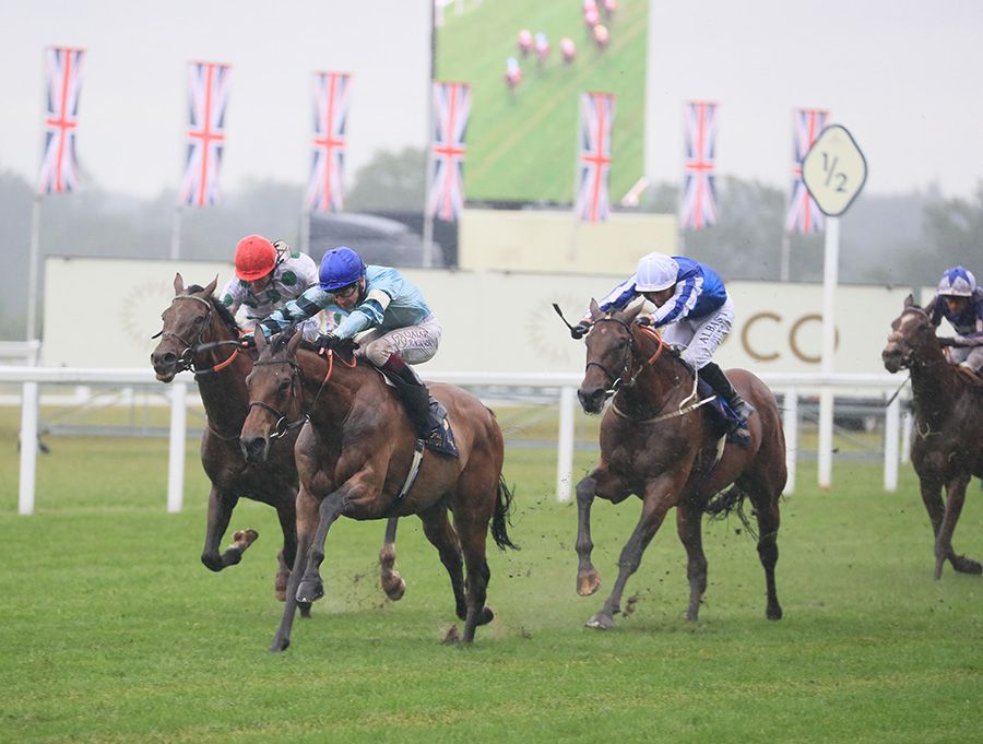 Quickthorn, blue cap