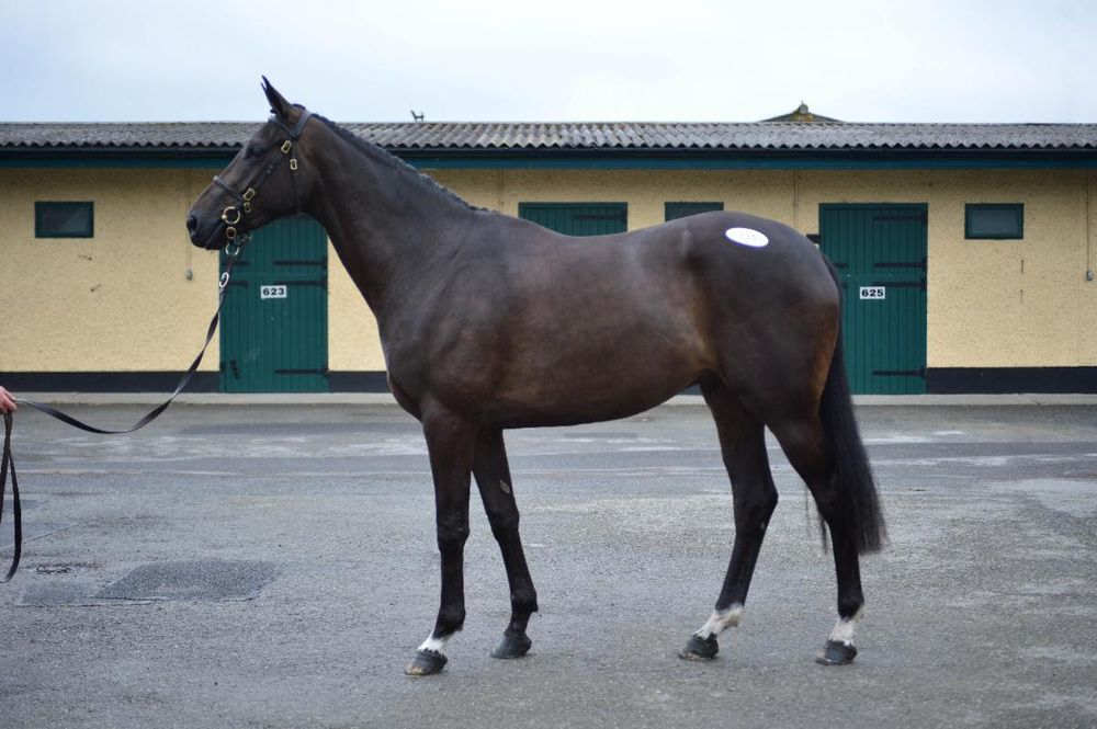 The full-brother to Ferny Hollow