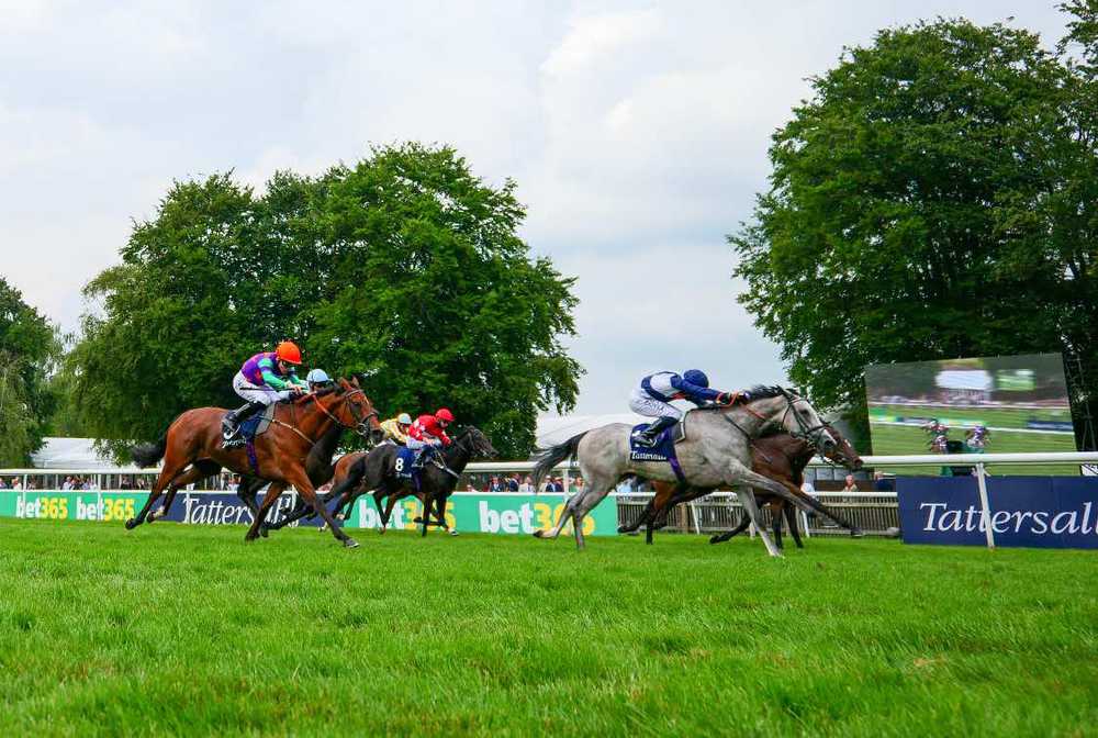 The grey Snow Lantern winning the Falmouth Stakes