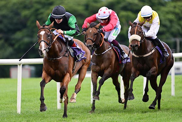 Greenpanda (white face) and Robert Whearty lead home their rivals