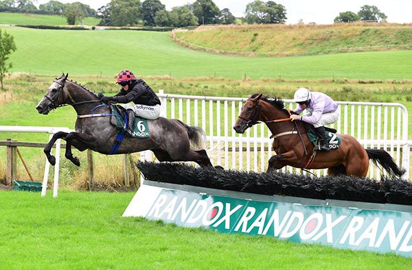 Irishracing Com News Dollar Survives Stumble To Land Downpatrick Feature