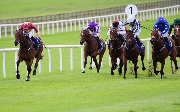 Irishracing Com News Agartha Too Strong For Debutante Rivals