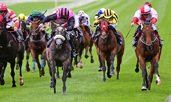 Big Gossey and Michael Hussey (grey horse)