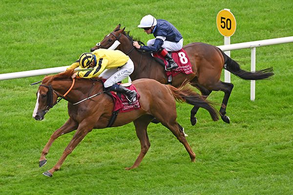 Irishracing Com News Sonnyboyliston Wins St Leger For Murtagh Co