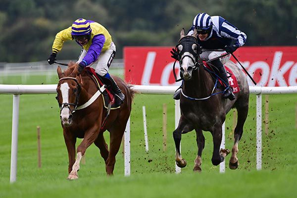 Christmas Jumper, left, stays on best from Auckland
