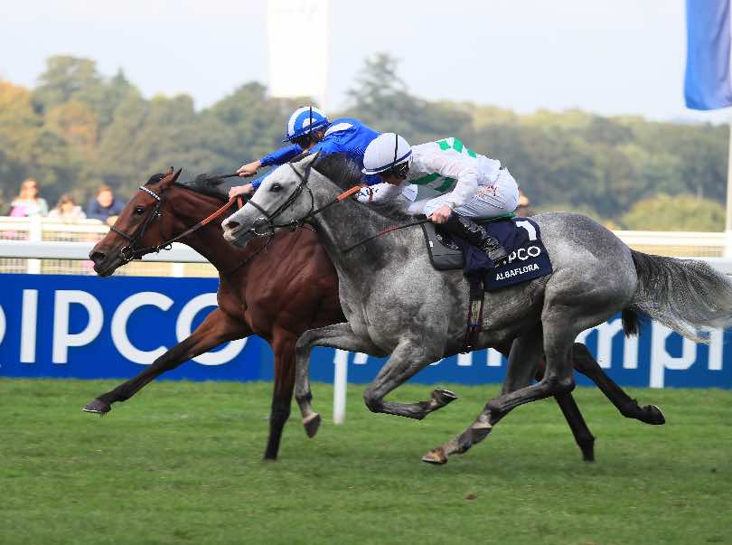 Albaflora (nearest)