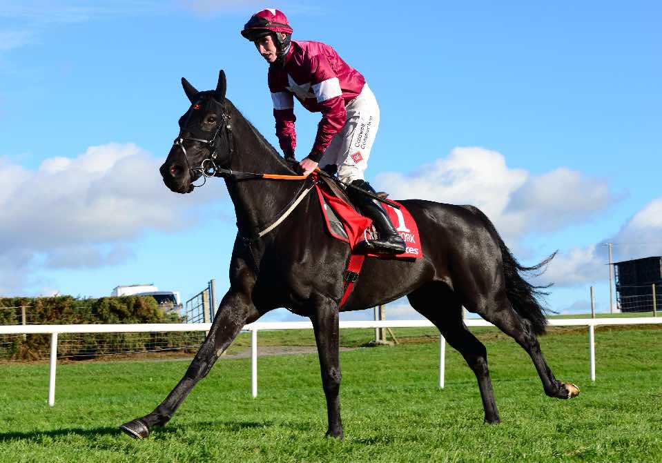 Grand National runner-up Delta Work