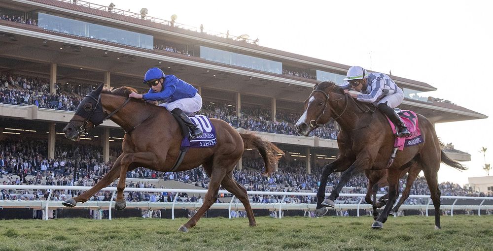 Yibir (left) winning last year's Breeders' Cup Turf at Del Mar
