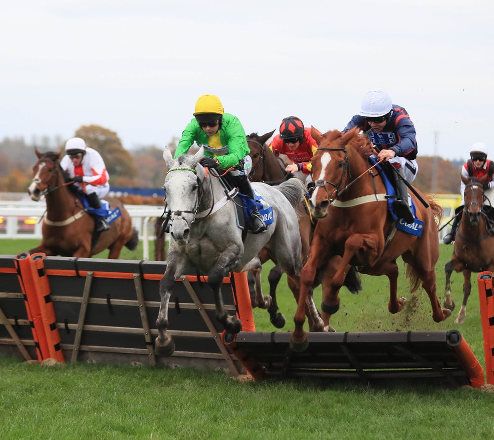 Grey horse Buzz