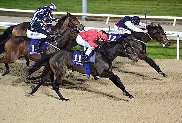 Independent Expert, red, gets up to collar Rose Of Malta