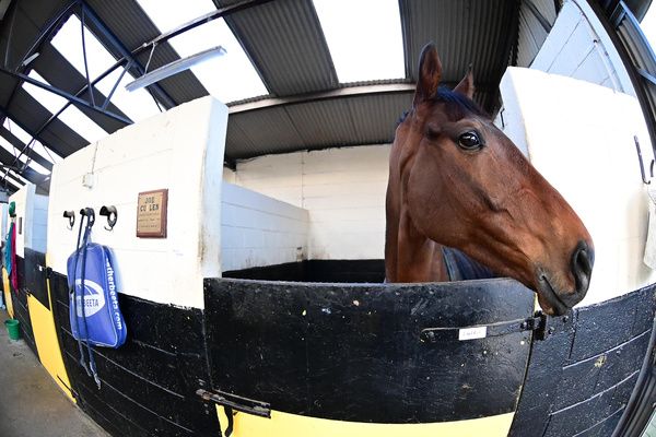 Closutton Stables 23-February-2023.MINELLA COCOONER pictured at Trainer WILLIE MULLINS Cheltenham Press Morning ahead of The 2022 Cheltenham Festival.HEALY RACING.
