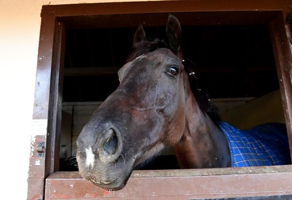 Galopin Des Champs
