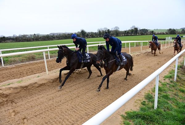 Conflated (nearest) alongside Delta Work at Cullentra House gallops this morning