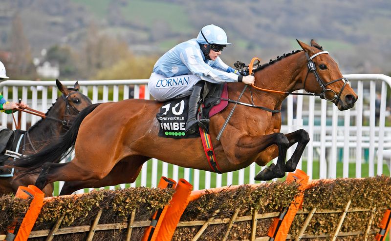 Honeysuckle and Rachael Blackmore