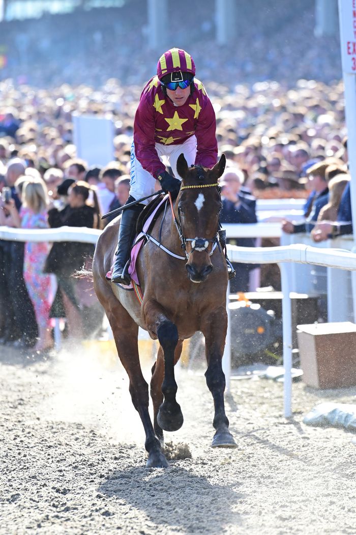 Minella Indo and Robbie Power heading to post for the 2022 Gold Cup