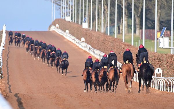 Horses working on a gallop at Ballydoyle