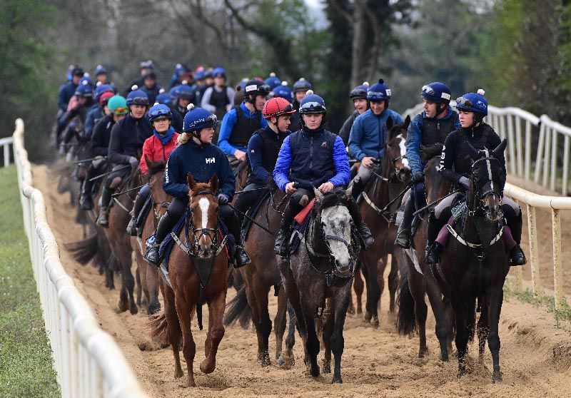 Horses return after galloping at Gordon Elliott's Cullentra House Stables 