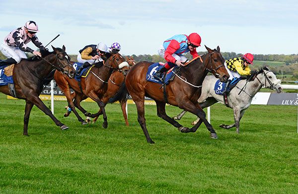 Ano Syra collars the grey Little Queenie