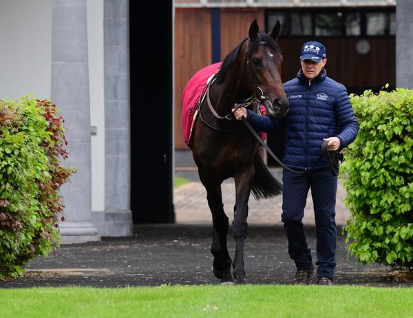 Stone Age with Aidan O'Brien  