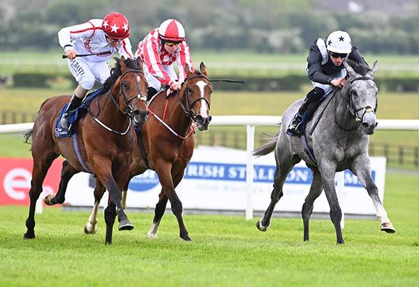 The grey Amortentia wins under Shane Crosse 