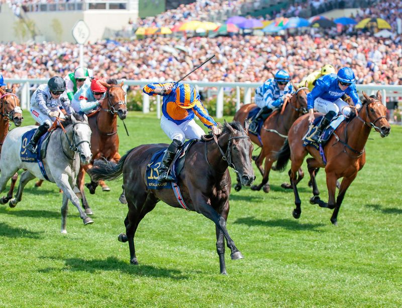 The unbeaten Meditate, seen winning at Royal Ascot, is odds-on for the Debutante Stakes  