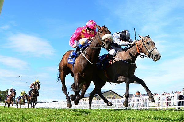 Arch Enemy, far side, pips Butterfly Garden