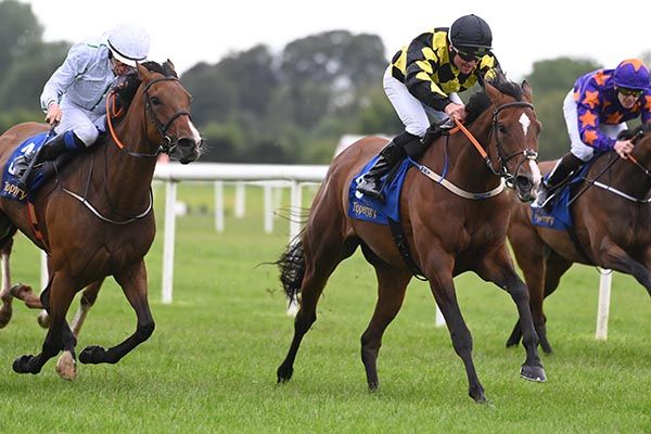 Karlsberg, black cap, heads for home