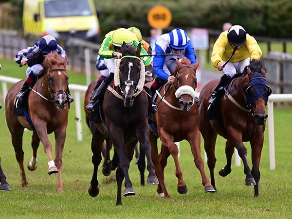 Shabaaby, in the cheekpieces, motors home