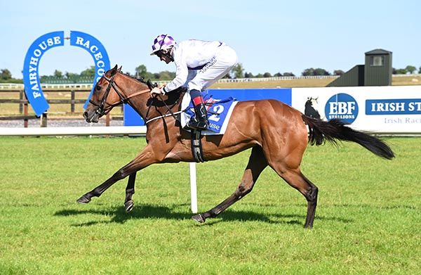 Nectarine and Kevin Manning win at Fairyhouse 