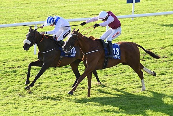 Chief Seattle (nearest) and Sittingonthefence battle out the finish