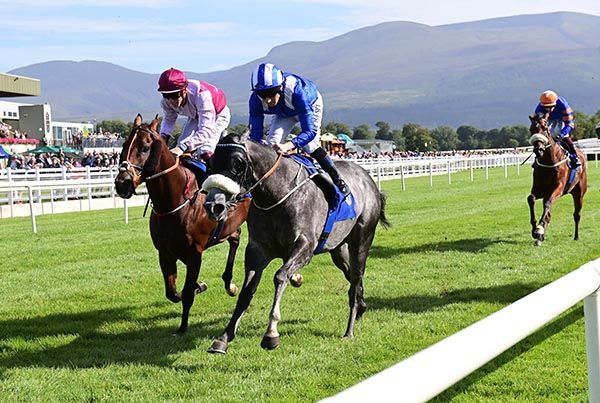 Mudamer (noseband) leads home Desert Wind