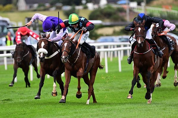 Dicebox just got up to win at Down Royal 