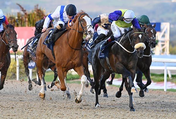 Bear Story (noseband) 