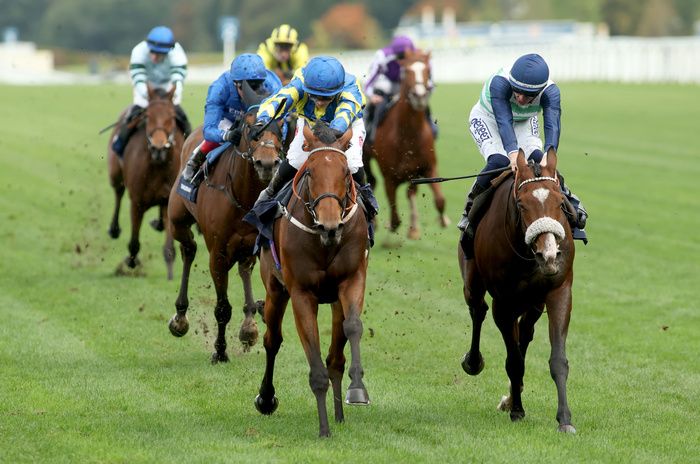 Trueshan will run in the Ascot Gold Cup next week if the rain arrives in time. 
