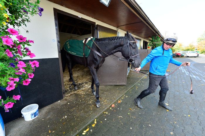 Durkan Chase favourite Galopin Des Champs, with groom Adam Connolly